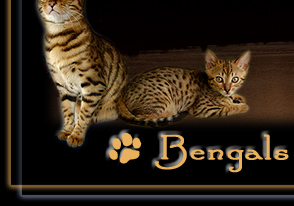 Zu den Bengals!