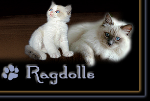 Zu den Ragdolls!